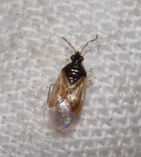 Orius vicinus